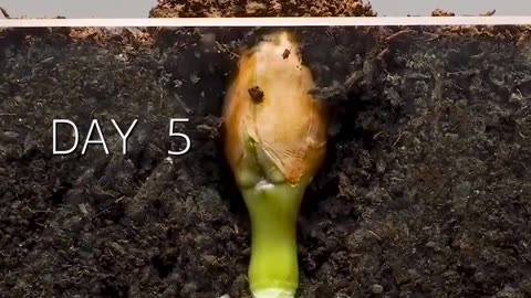 Peanut Time Lapse