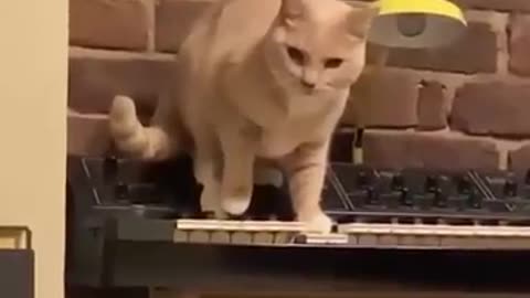 Cat Mozart