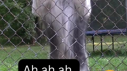 Siberian Husky Caught Jumping and BEING Dramatic And ! husky has a sense of humour! Funny animals😂