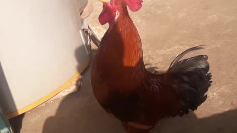 Rooster adhan