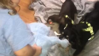 Toddler plays tug-of-war against two chihuahuas