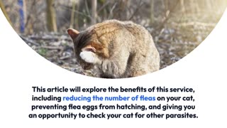 How a cat flea bath service can benefit your pet