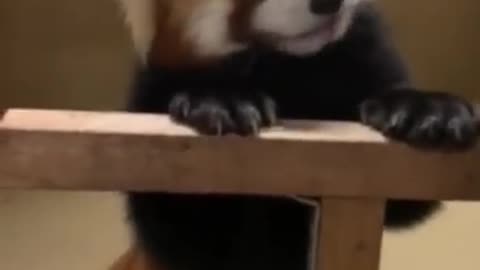 Cute Red Panda wants treats