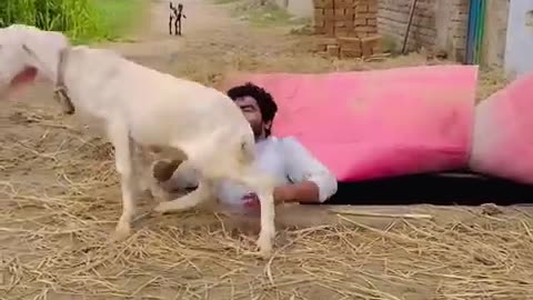 bakri chor