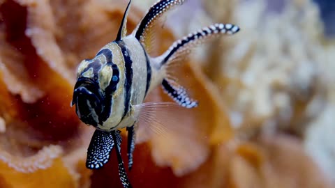 Under Red Sea 4K - Incredible Underwater World / 4K VIDEO (ULTRA HD) - Beautiful Coral Reef Fish -