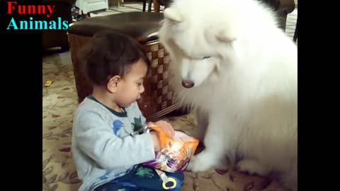 Samoyed Dog and Baby and wonderful moments - Dog Loves Baby Compilation