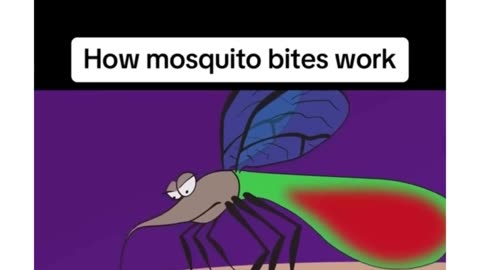 How mosquito bites work