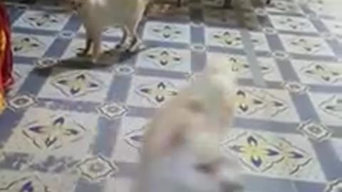 Bickering Between Two Dogs and One Cat