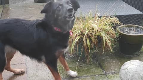 Dog Dumbfounded by Frozen Ball