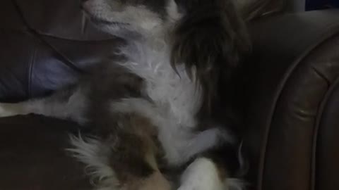 lazydog miniaussie