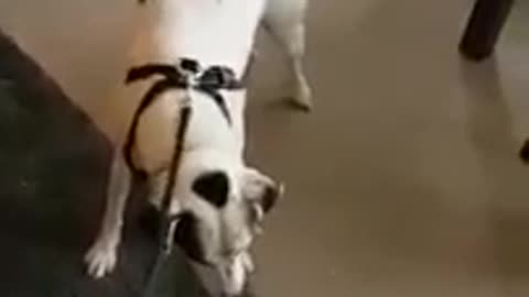Doggy Wants Owner To Double-Check Harness Before Walk