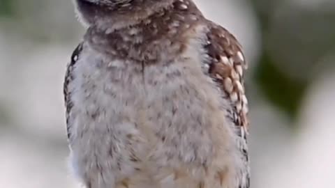 Enigmatic night hunter..OWL