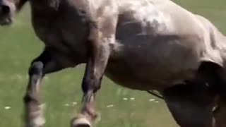 How to control a wild horse