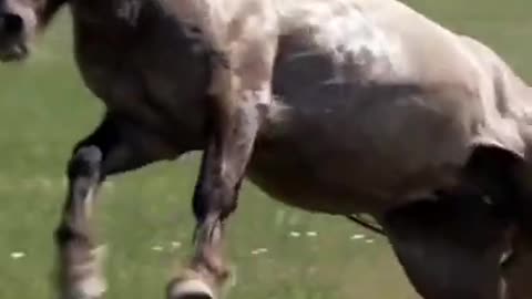 How to control a wild horse