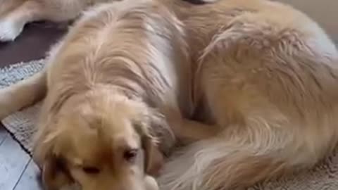 He ignored him for a days ❤️ | Funny Cute Adorable