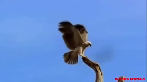 Most spectacular Eagle vs Hawk compilation | Hawk protects his family from Eagle hunting