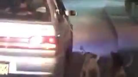 Perritos maltratados en Malambo