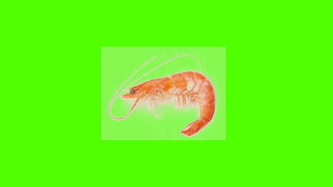 Udang