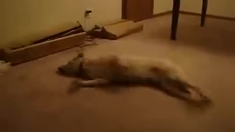 Dog sleepwalking