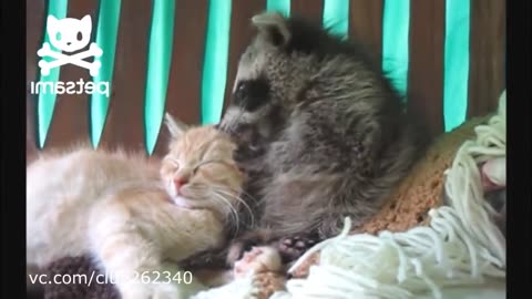 Funny Raccoon Gets The Cat!
