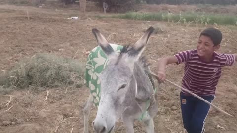 See What Funny Donkey 🐎 did With Funny Child