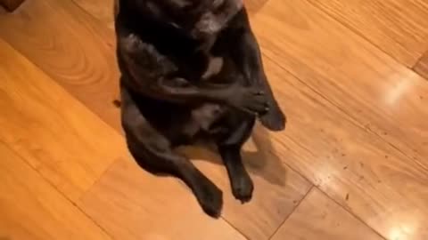 The cute dog is dancing to the beatbox