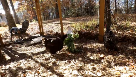 Chickens eat collard greens with speed and fury.