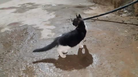 Thirsty Kitten funny