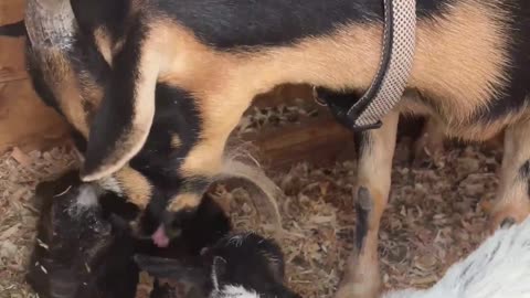 Welcome Baby Goats: Lily's Loving Licks and First Steps! 🐐🌟