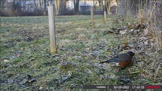 Backyard Trail Cam - Spring Robin