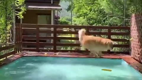 Cute Dog Video Collection 07