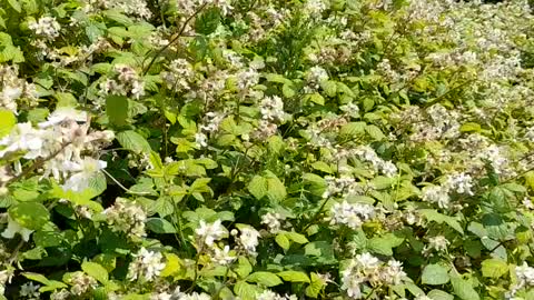 Chemtrailing - Brambles, bees, banter and barmy weather.