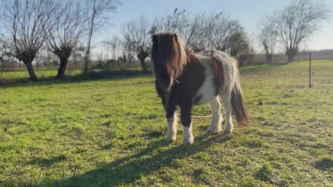 Un amico pony Shetland Nella campagna friulana