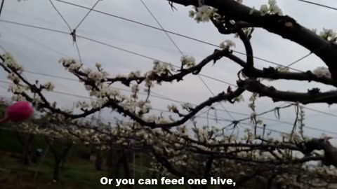 Japan Giant Plum Farm Harvesting - Sumo Plum Japan - Amazing Japan Agriculture Technology