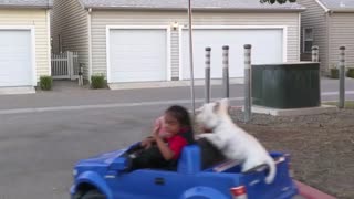 Bentley the puppy is thrilled to go for toy car ride