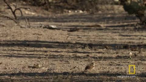 Squirrels Just Wanna Have Fun | America's National Parks