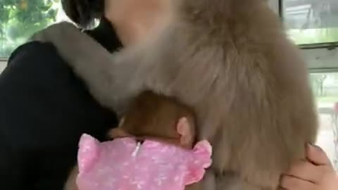 Funny monkey clip videos