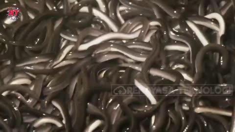 MODERN EEL FARMING IN JAPAN THAT HAS A PRICE LIKE GOLD