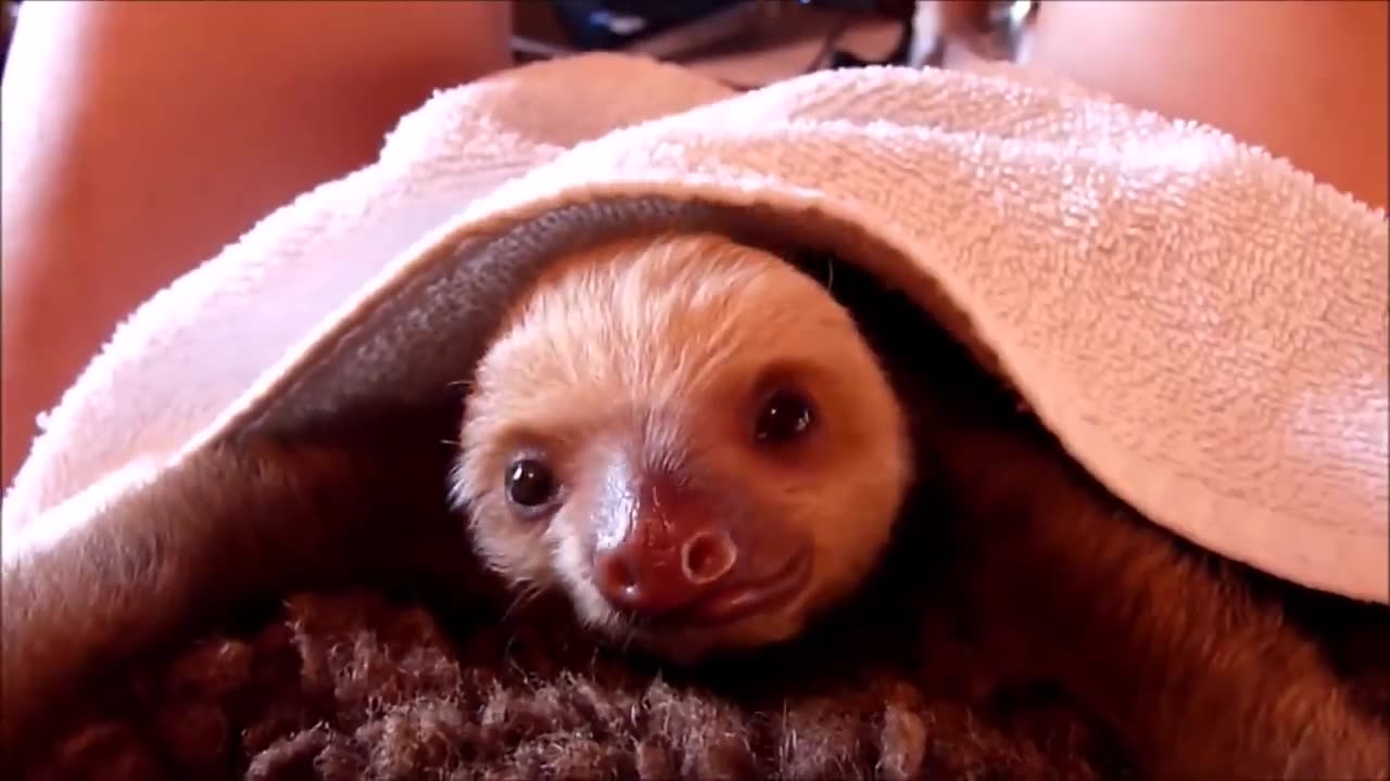 Baby Sloths Being Sloths - FUNNIEST Compilation