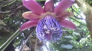 Beautiful purple passion flower in the botanical garden, very pretty [Nature & Animals]