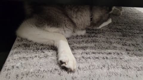 Couldn't Find the HUSKY Anywhere - Until We Saw THIS