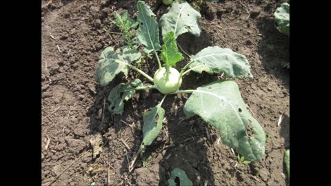 Root Vegetable White Turnip Sept 2021