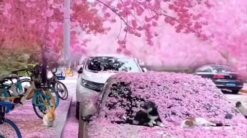 Most beautiful video with loads of colours and romantic atmosphere