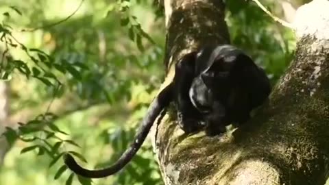 Wildlife in Close view with different perspective.