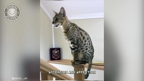 Savannah Cat in One Minute 😲😲.....!!!