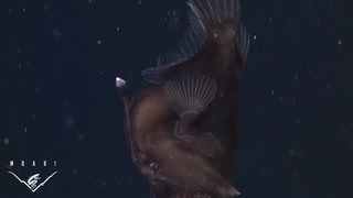 The anglerfish: The original approach to deep-sea fishing