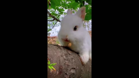 Smart and cute little rabbit eats cherry spit pits