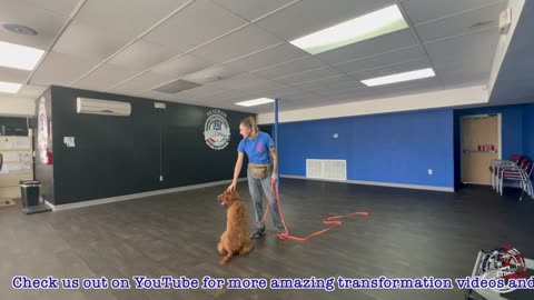 Luca's 15 Day Transformation | Standard Poodle | #dogtraining #poodle #puppytraining #amazing