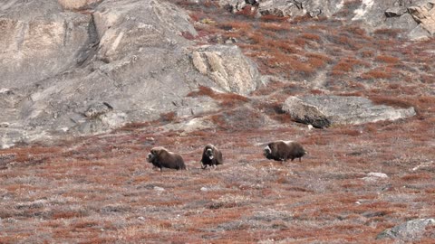 A herd runs in the mountains -All About American Bison