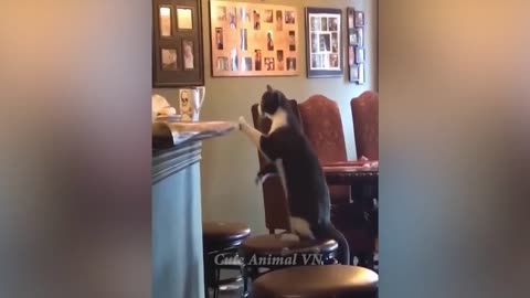 New Funny Animal Videos 2023 😍 Funniest Dogs and Cute Cats 🐱🐶